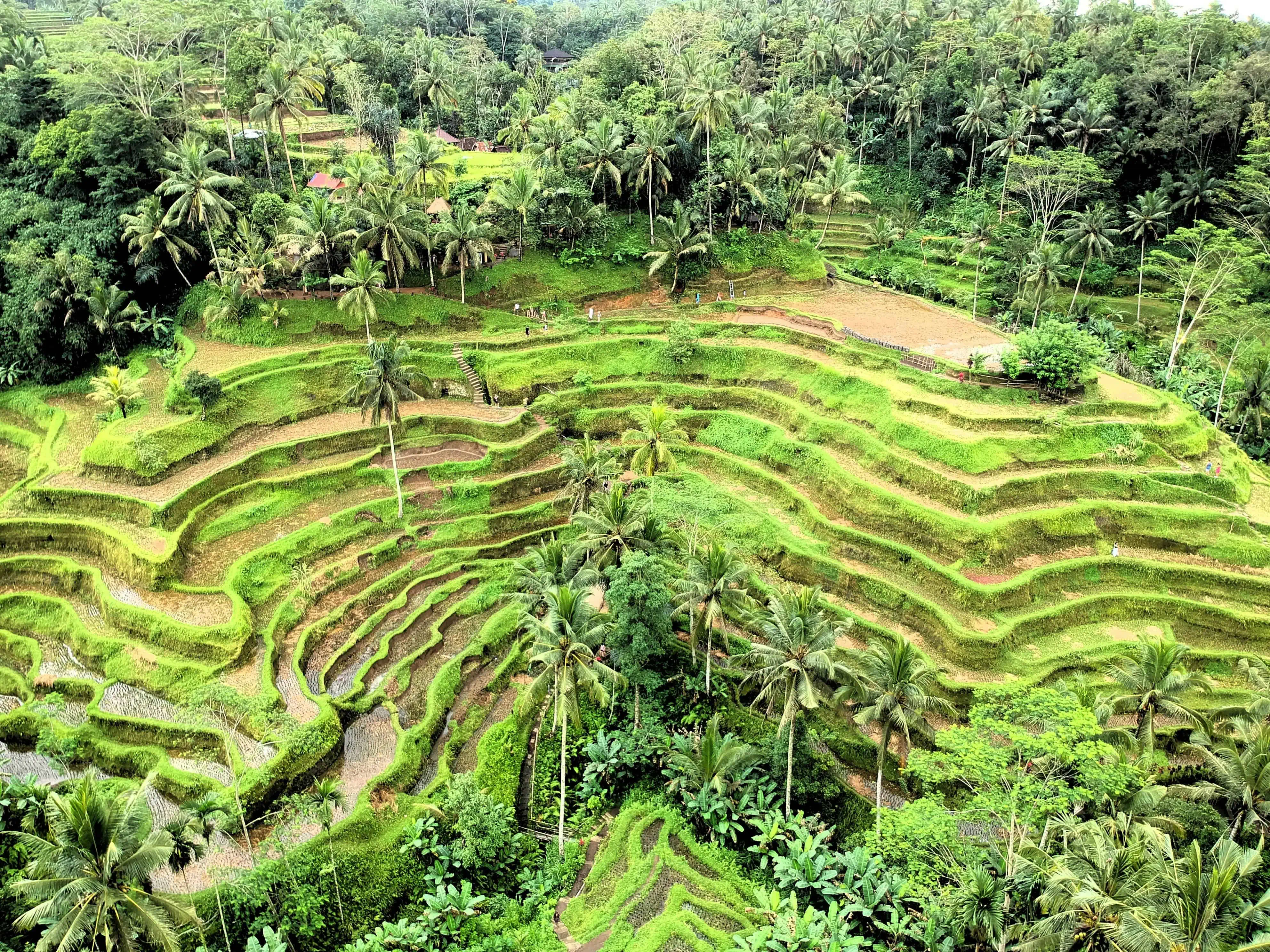 Ubud rijstterrassen tour